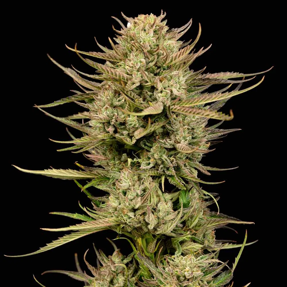 Seedsman Cherry Punch F1