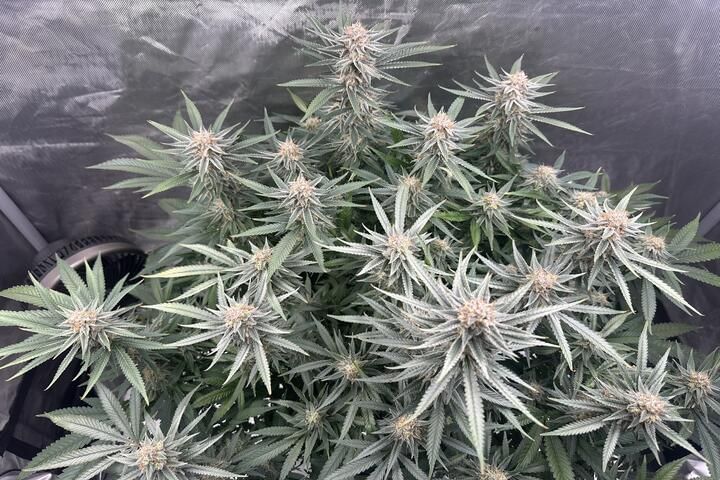 Mr Grow It Chill Out OG