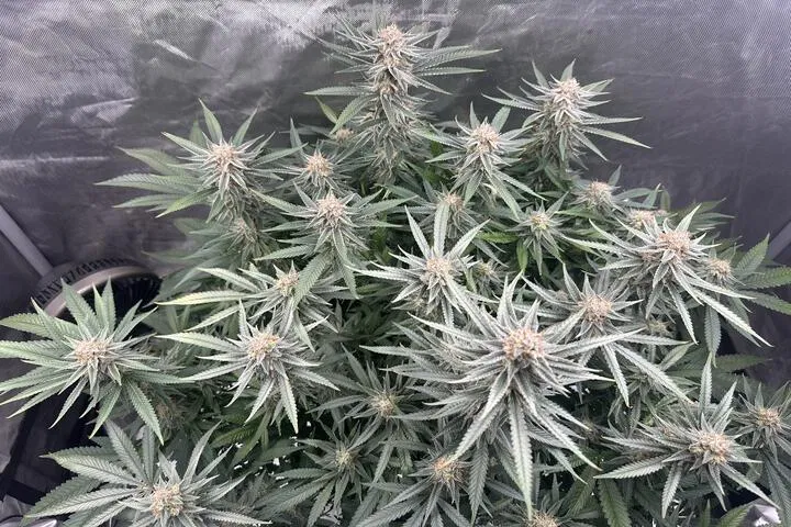 Mr Grow It Chill Out OG