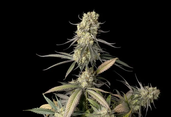 Cream & Cheese CBD 1:1