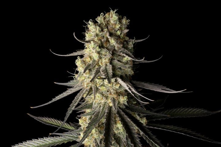 Seedsman Cream & Cheese CBD 1:1