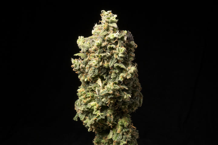 Choose a strain known for its flavor