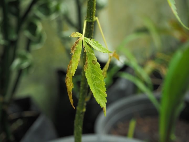 sign of damaged cannabis plant