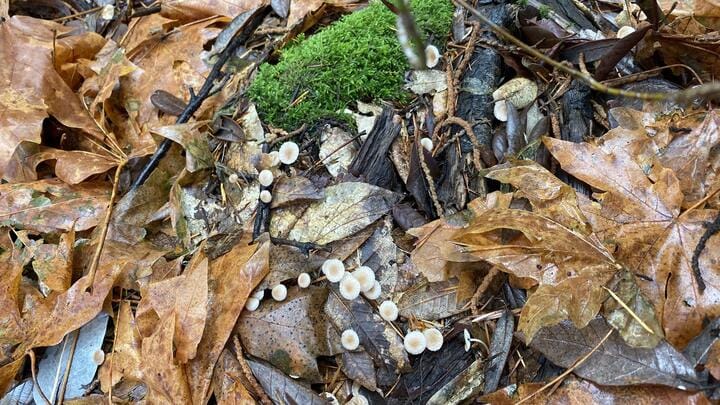 decaying organic matter