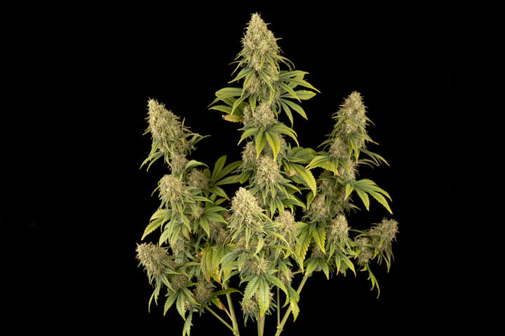 Doctor Seedsman CBD 30:1
