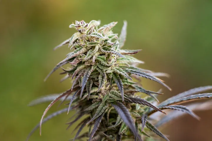 Durban Poison