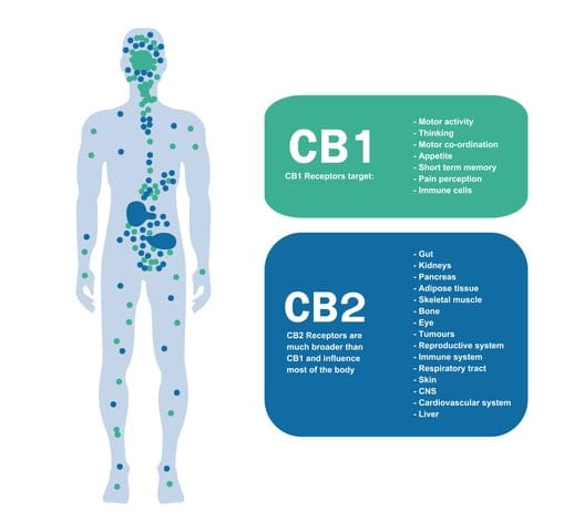 how the endocannabinoid system works