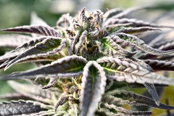 Têtes de trichomes pour le haschisch à bulles