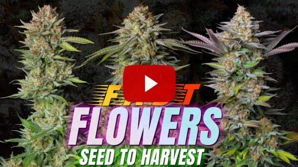 Fast Flowers Seed To Harvest. Faster Photos! Tropicana Cookies, GG4 Sherbet