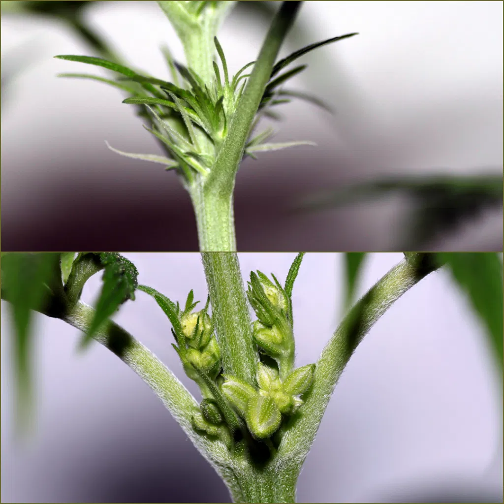 female vs male plants