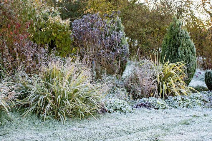 how frost affects cannabis