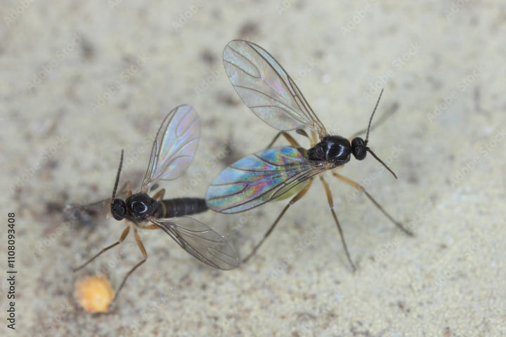 How to deal with fungus gnats