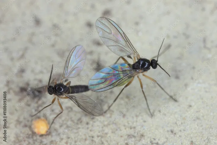 How to deal with fungus gnats