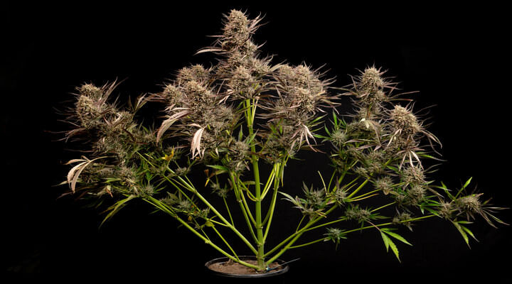 Garlic Muffin F1 Auto