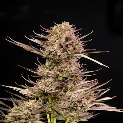 Seedsman Garlic Muffin F1 Auto