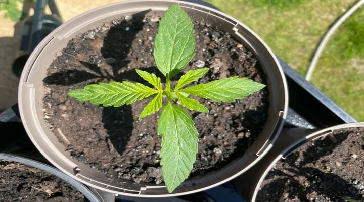 cannabis seedling