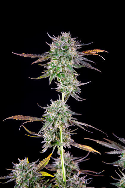 Seedsman Gelato 41 BX