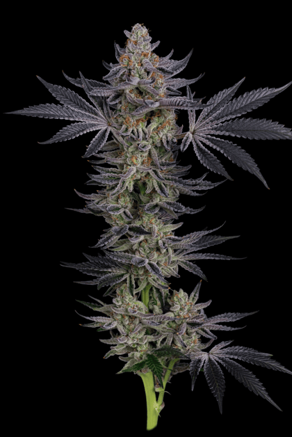 Seedsman Gorilla Runtz