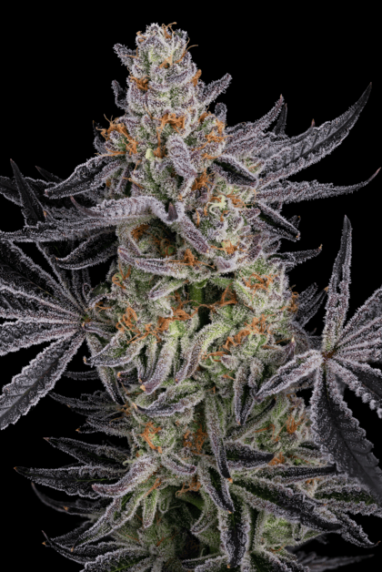 Seedsman Gorillz Runtz