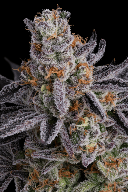 Seedsman Gorilla Runtz trichomes