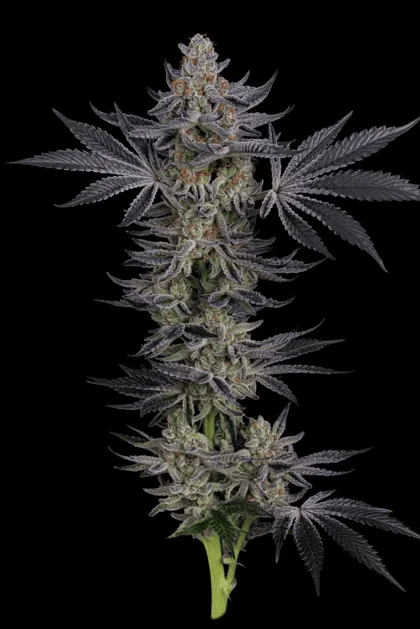 Gorilla Runtz
