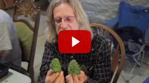 Grow Cannabis – Cannabis Expeditions The Green Giants of California – by Jorge Cervantes