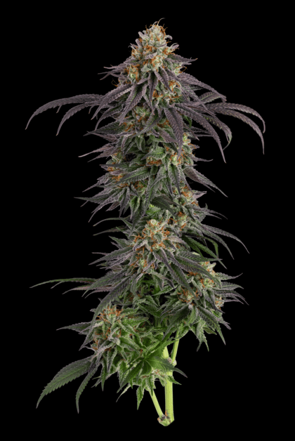 Seedsman Guava Root GMO