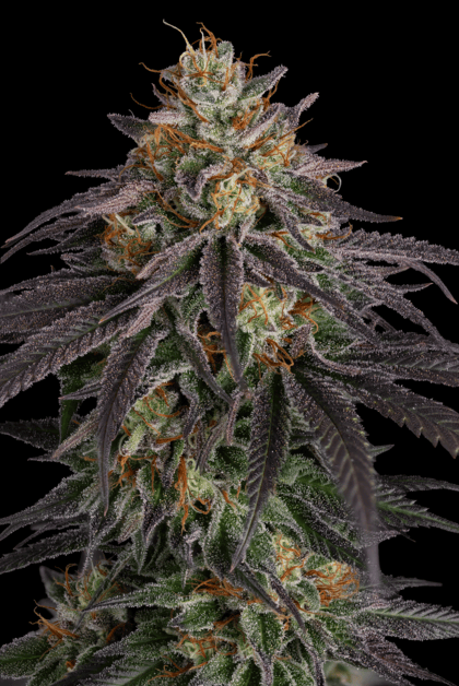 Seedsman Guava Root GMO close