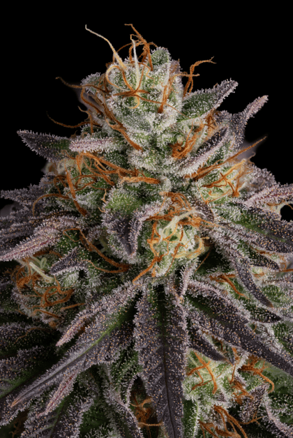 Seedsman Guava Root GMO Trichomes