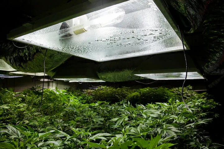 cannabis growing under hps light