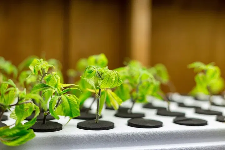strengthen plants by hardening off