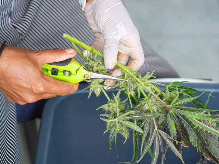 harvesting ripe cannabis buds