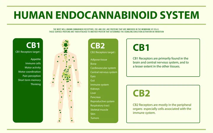 how does your body process cannabis?