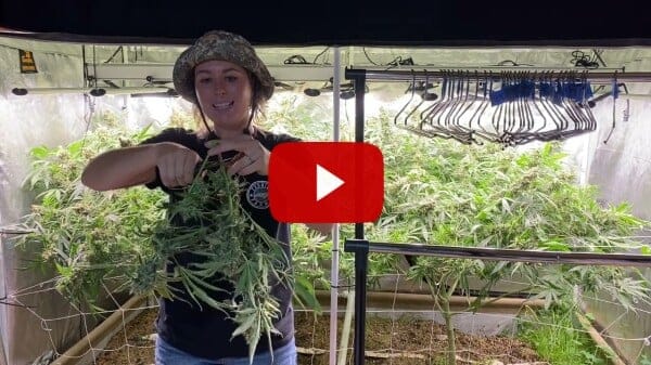 How to Harvest Cannabis - Purple Ghost Candy