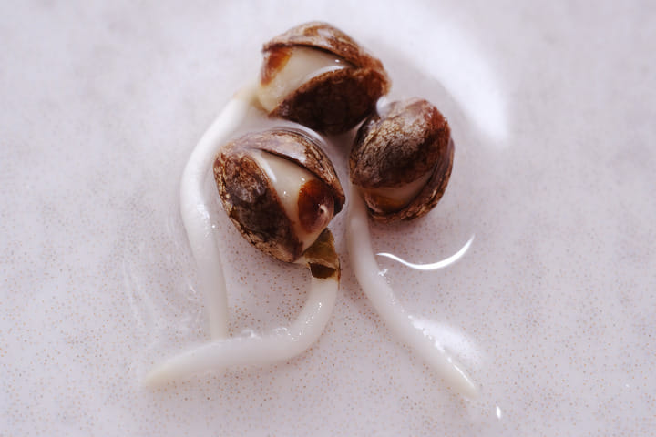 how to grow cannabis germination