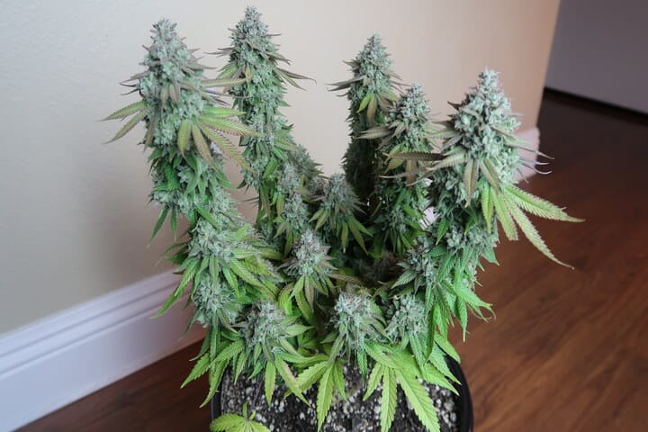 autos can have high yields