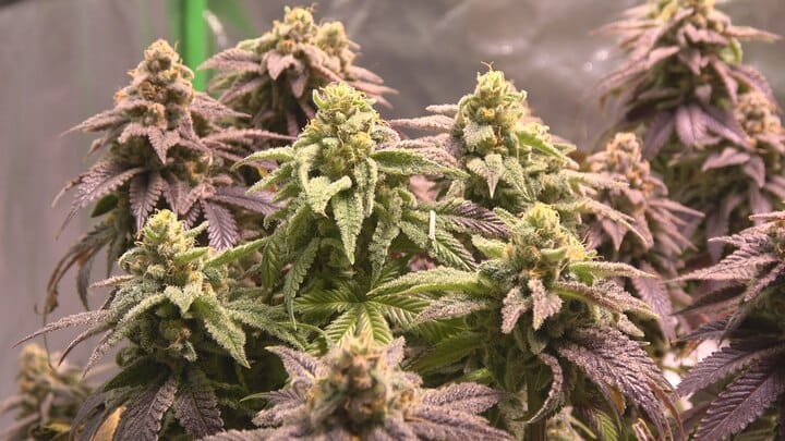 Mr Grow It Queen Anne's Revenge