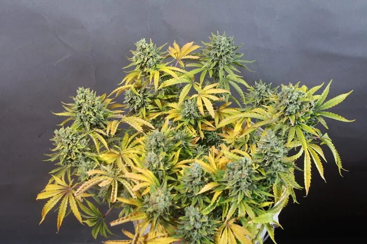 indica cannabis plant appearance
