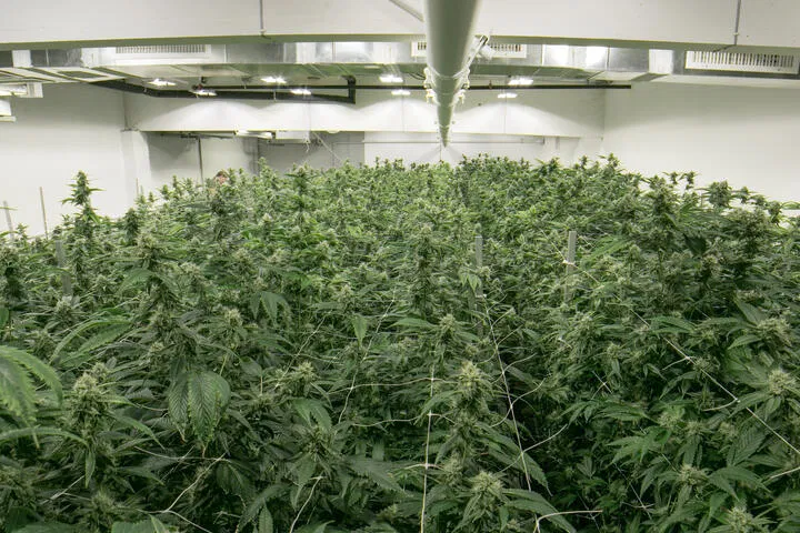 indoor growing can be faster