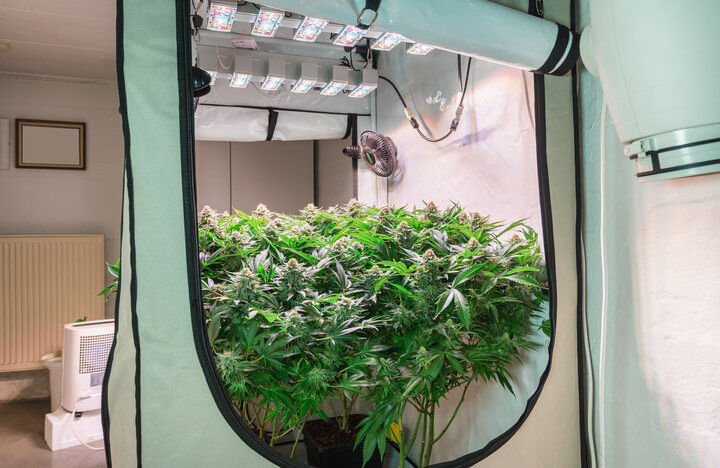 indoor-cannabis-grow-tent.jpg