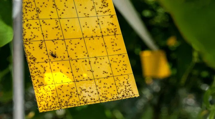 insect trap