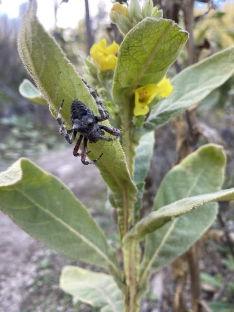 choose plants that attract beneficial predators