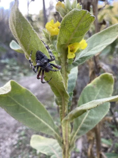 choose plants that attract beneficial predators