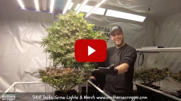 It's HARVEST TIME!!!