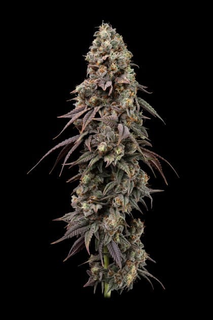 Seedsman Jealousy Fast