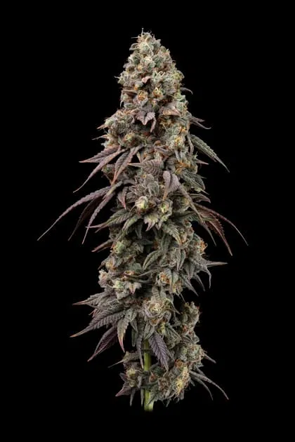Seedsman Jealousy Fast