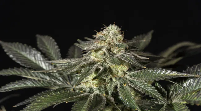 Jack Herer Fast