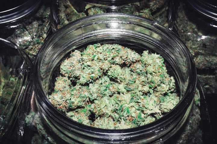 curing cannabis after drying