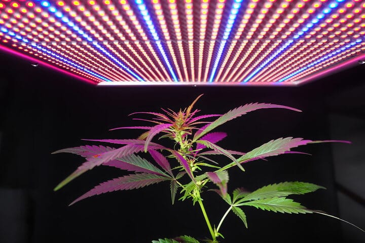 LED cannabis Grow Lights