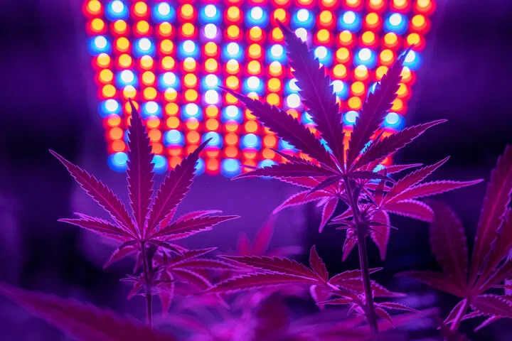 LED cannabis grow lights